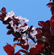 Attēlu rezultāti vaicājumam “Prunus cerasifera”