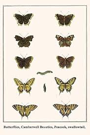 Attēlu rezultāti vaicājumam “Nymphalidae”