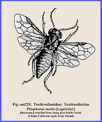 Attēlu rezultāti vaicājumam “Tenthredinidae”