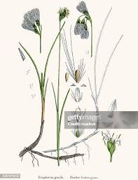 Attēlu rezultāti vaicājumam “Eriophorum gracile leaf”