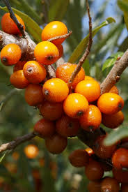 Attēlu rezultāti vaicājumam “Hippophae rhamnoides”
