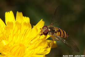 Attēlu rezultāti vaicājumam “Episyrphus balteatus”