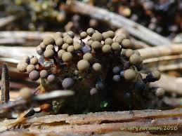 Attēlu rezultāti vaicājumam “Cribraria macrocarpa”