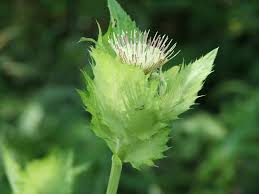 Attēlu rezultāti vaicājumam “Cirsium oleraceum”