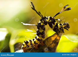 Attēlu rezultāti vaicājumam “Arctia caja larva”