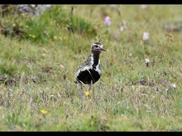 Attēlu rezultāti vaicājumam “Pluvialis apricaria”