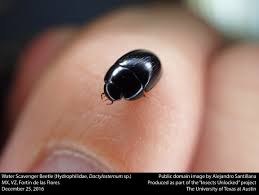 Attēlu rezultāti vaicājumam “Hydrophilidae”