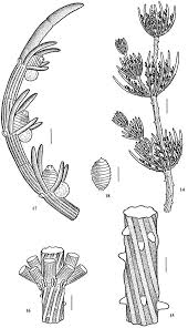 Attēlu rezultāti vaicājumam “Chara polyacantha”