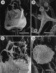 Attēlu rezultāti vaicājumam “Cribraria martinii”
