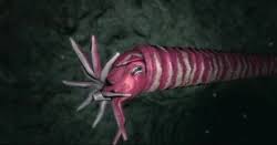 Attēlu rezultāti vaicājumam “Endoceras”