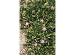 Attēlu rezultāti vaicājumam “Spergularia marina leaf”