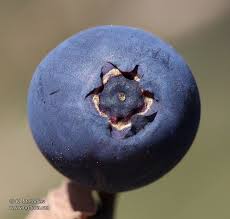 Attēlu rezultāti vaicājumam “Vaccinium uliginosum fruit”