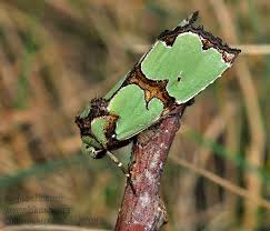 Attēlu rezultāti vaicājumam “Staurophora celsia”