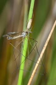 Attēlu rezultāti vaicājumam “Tetragnatha extensa”