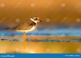 Attēlu rezultāti vaicājumam “Charadrius hiaticula”