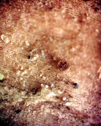 Attēlu rezultāti vaicājumam “Licea chelonoides”