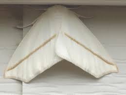 Attēlu rezultāti vaicājumam “Scopula floslactata imago”