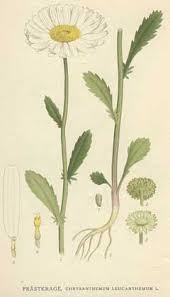 Attēlu rezultāti vaicājumam “Leucanthemum vulgare flower”