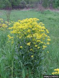 Attēlu rezultāti vaicājumam “Bunias orientalis bud”