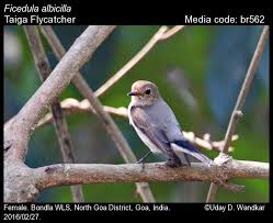 Image result for Ficedula albicilla