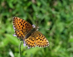Attēlu rezultāti vaicājumam “Boloria titania underside”