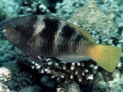 Image result for Scarus ferrugineus
