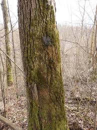 Attēlu rezultāti vaicājumam “Physarum compressum stalked”