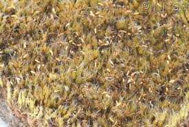 Attēlu rezultāti vaicājumam “Campylopus introflexus”