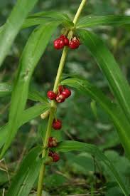 Attēlu rezultāti vaicājumam “Polygonatum verticillatum”