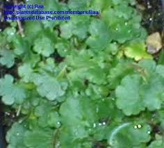 Attēlu rezultāti vaicājumam “Saxifraga granulata leaf”