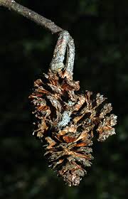 Attēlu rezultāti vaicājumam “Alnus incana fruit”