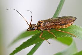 Attēlu rezultāti vaicājumam “Pamphiliidae”