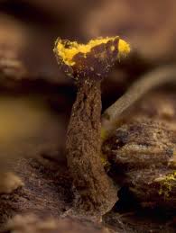 Attēlu rezultāti vaicājumam “Trichia erecta”