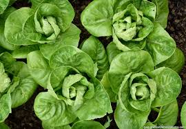 Image result for Römischer Salat