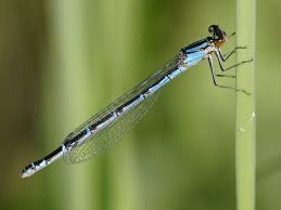 Attēlu rezultāti vaicājumam “Enallagma cyathigerum”