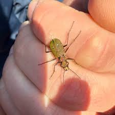 Attēlu rezultāti vaicājumam “Cicindela campestris”