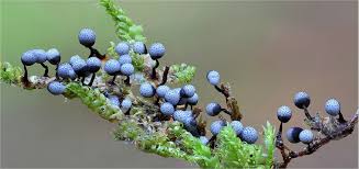 Attēlu rezultāti vaicājumam “Cribraria aurantiaca”