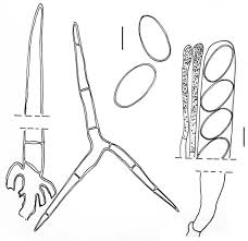 Attēlu rezultāti vaicājumam “Cheilymenia stercorea”