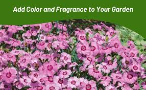 Attēlu rezultāti vaicājumam “Dianthus arenarius”