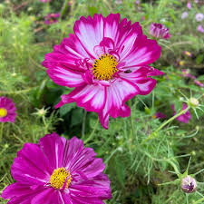 Image result for Cosmos bipinnatus `Double Click`