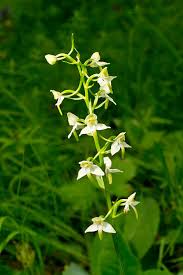 Attēlu rezultāti vaicājumam “Platanthera chlorantha flower”