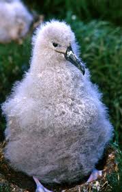 Image result for albatross dead chick