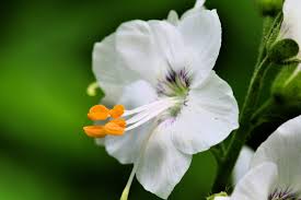 Attēlu rezultāti vaicājumam “Polemonium caeruleum flower”