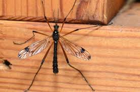 Attēlu rezultāti vaicājumam “Dictenidia bimaculata male”