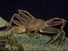 Image result for Chionoecetes opilio