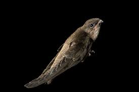 Image result for Chaetura pelagica