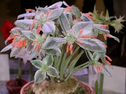 Image result for Sinningia