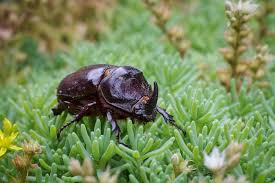 Attēlu rezultāti vaicājumam “Oryctes nasicornis”