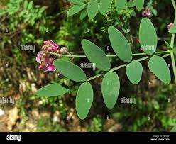 Attēlu rezultāti vaicājumam “Lathyrus niger”