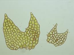 Attēlu rezultāti vaicājumam “Cephalozia bicuspidata”